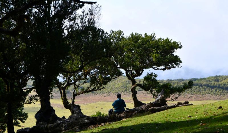 Guided tour of the Fanal Forest near Porto Moniz, Madeira