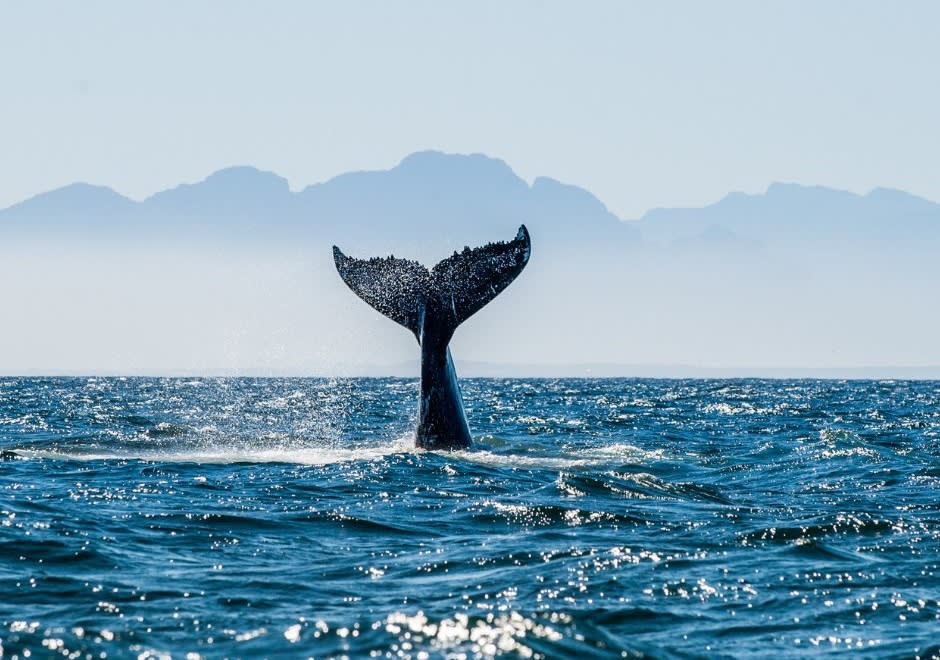 humpback whale on Réunion