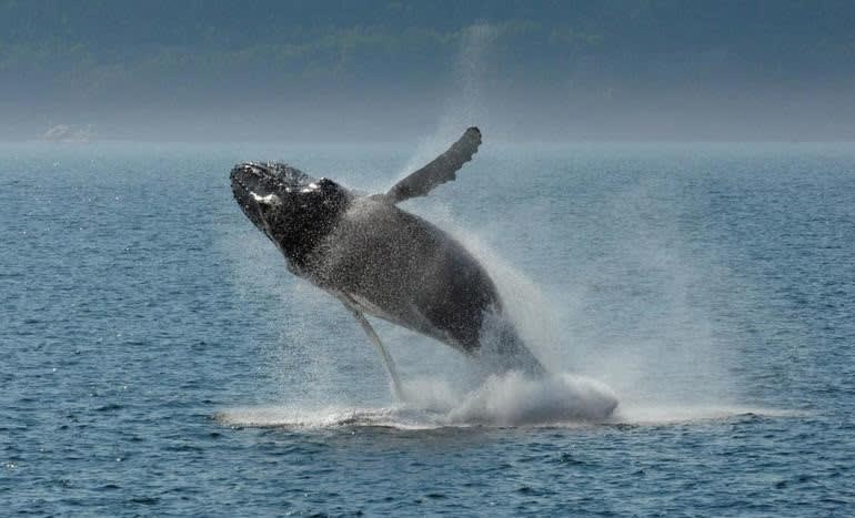 Whale coming out of water