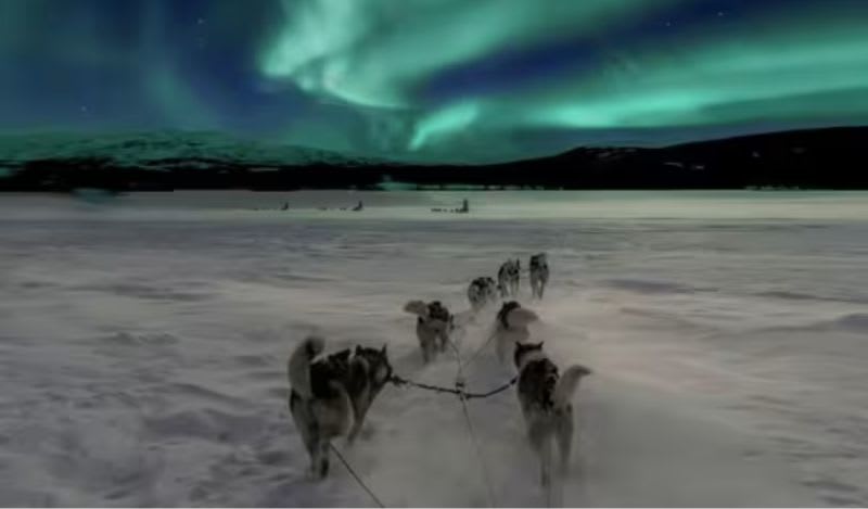 Northern Lights Dog sledding in Rovaniemi