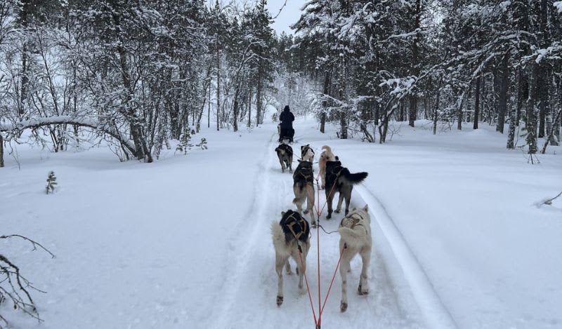 Self-Drive Dog Sledding Safari in Skibotn Valley from Kilpisjärvi