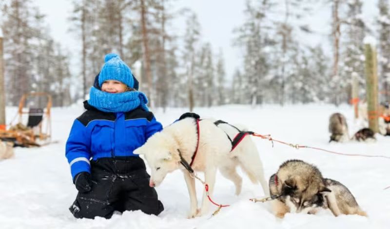 Dog sledding in Rovaniemi
