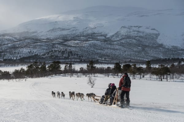 Dog Sledding in Abisko