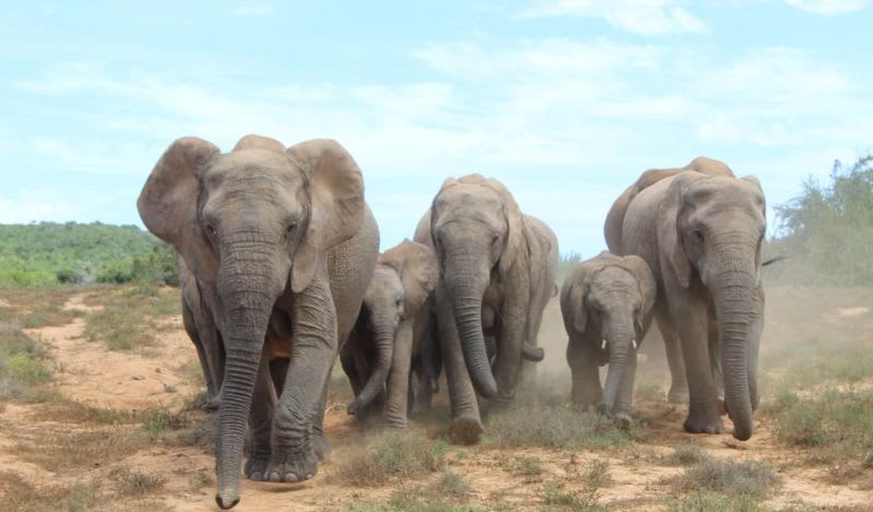 Safari to Addo Elephant National Park and Kragga Kamma Game Park from Gqeberha (Port Elizabeth)