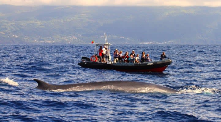 Whale watching on the island of Pico