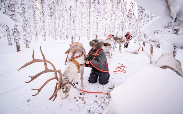 Rentierschlittensafari in Lappland ab Levi