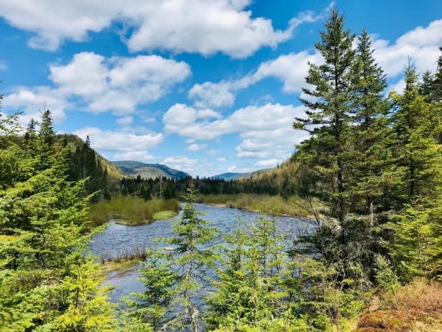 Forest and river