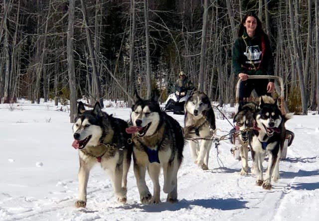 Chiens de traîneau sur la neige