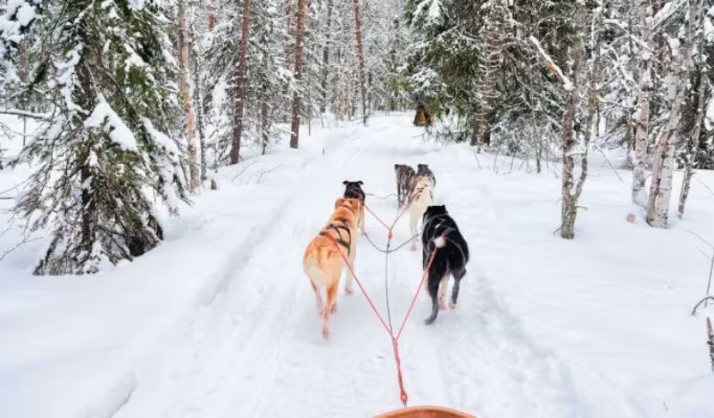 Dog Sledding in Rovaniemi