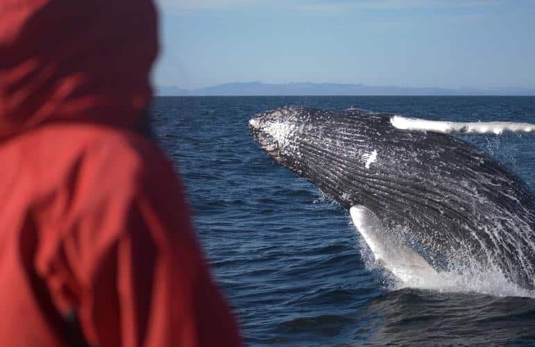 Whale watching