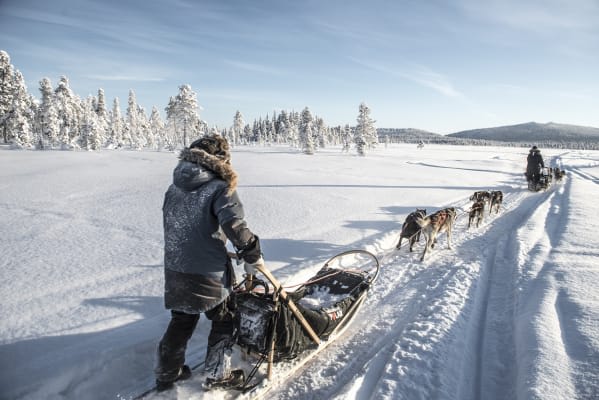 Dog Sledding in Kiruna