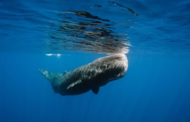 Whale in the sea