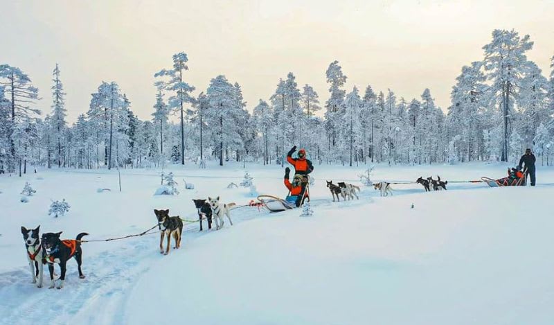 Hundeschlittenfahrten in Rovaniemi