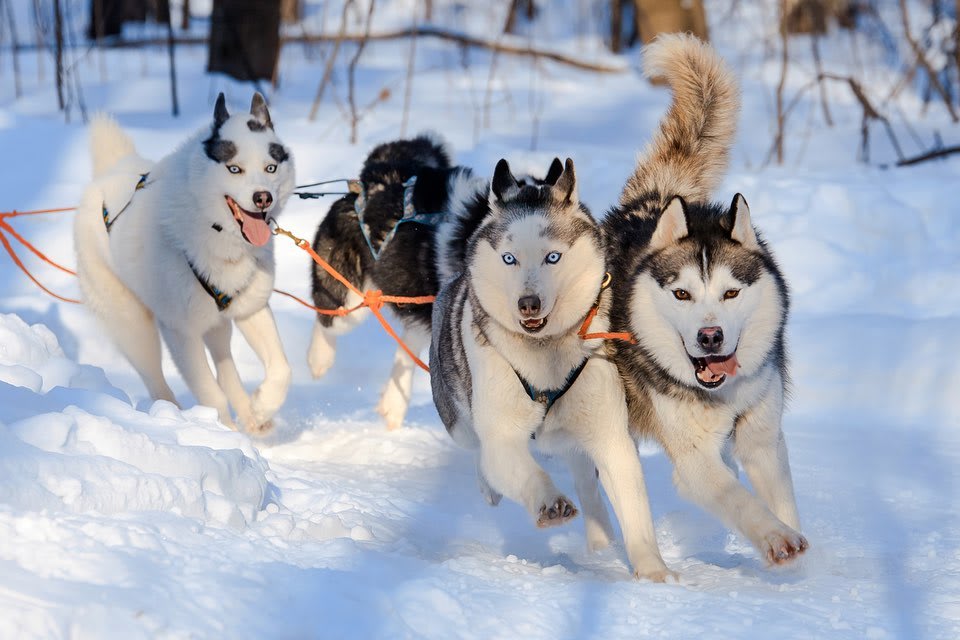 Dog sledding in Levi