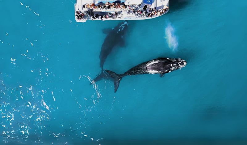 Whale and Marine Big Five Excursion around Dyer Island, Gansbaai