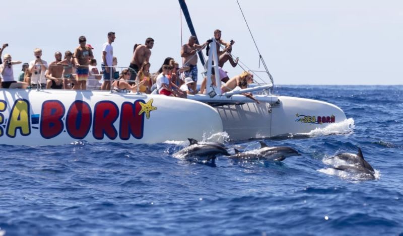 Observation des baleines et des dauphins en catamaran depuis Funchal, à Madère