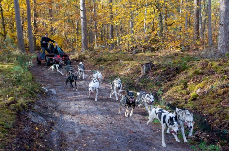 Chien de traîneau dans la forêt de Fontainebleau