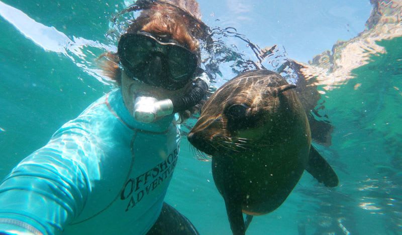 Swim with seals in the Robberg Nature Reserve, South Africa