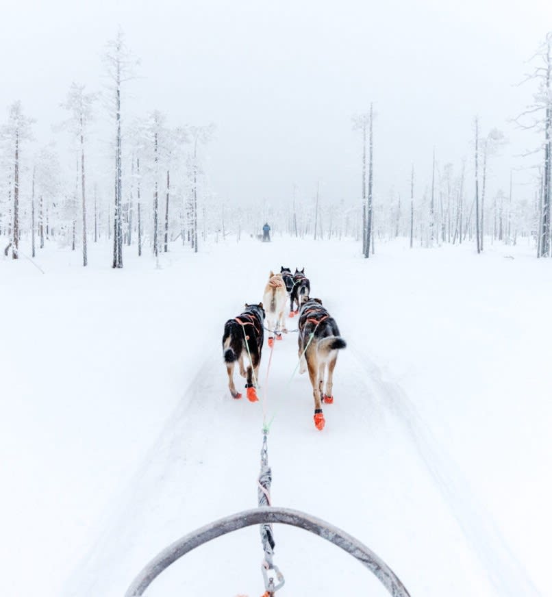 Traîneau à chiens à Rovaniemi