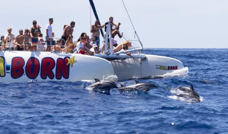 Whale and Dolphin-Watching Catamaran Tour from Funchal, in Madeira