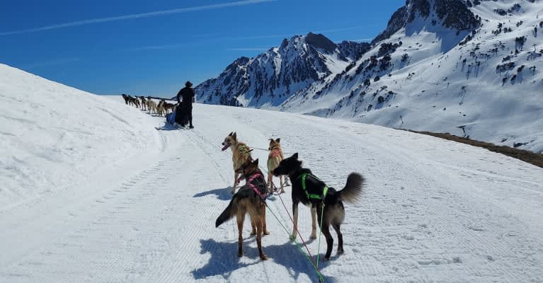 Dog Sledding in La Mongie