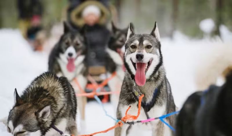 Dog sledding in Levi