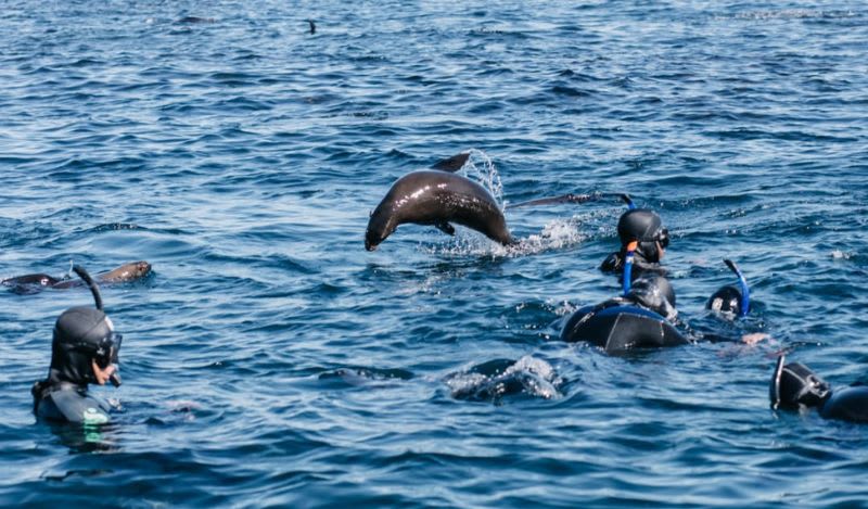 Swimming with Dolphins around Funchal, Madeira