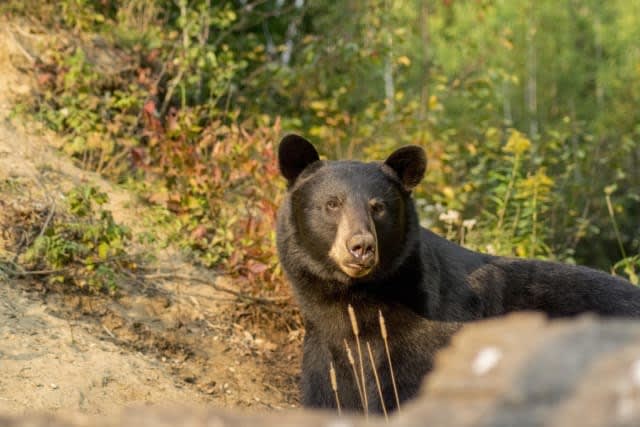Black bear in natural habitat