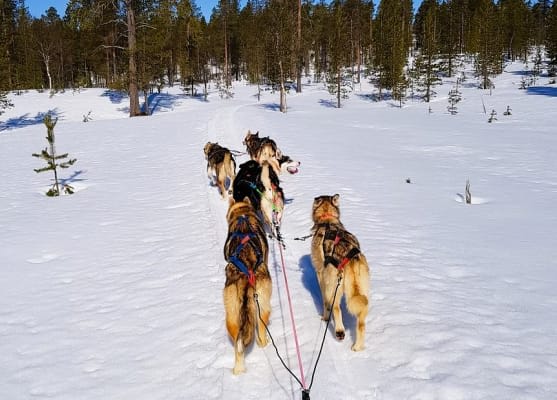 Safari en trineo de perros para principiantes en Inari, cerca de Saariselkä