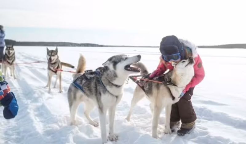 Dog sledding in Rovaniemi