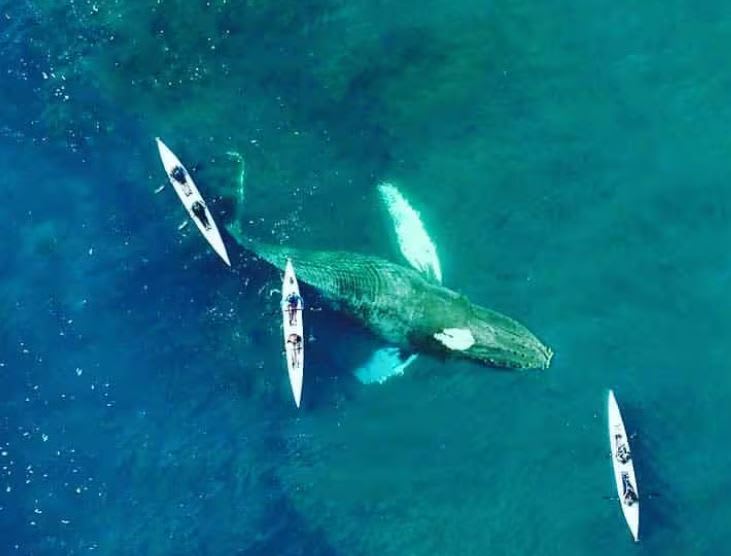 Sea kayaking with whales