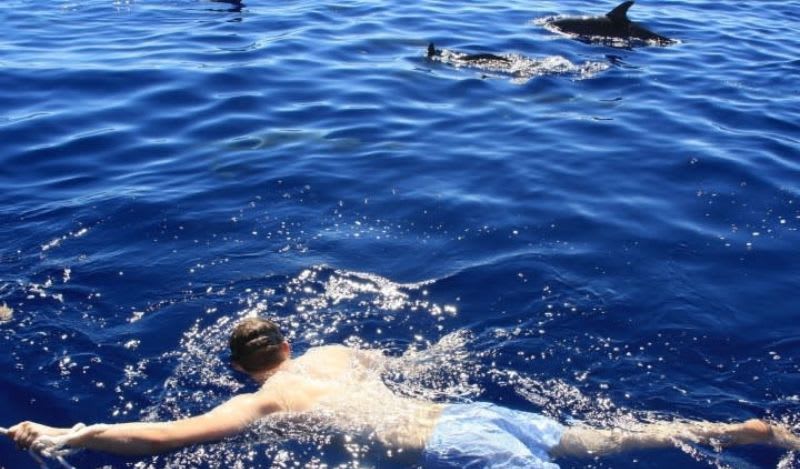 Schwimmen mit Delfinen um Funchal, Madeira