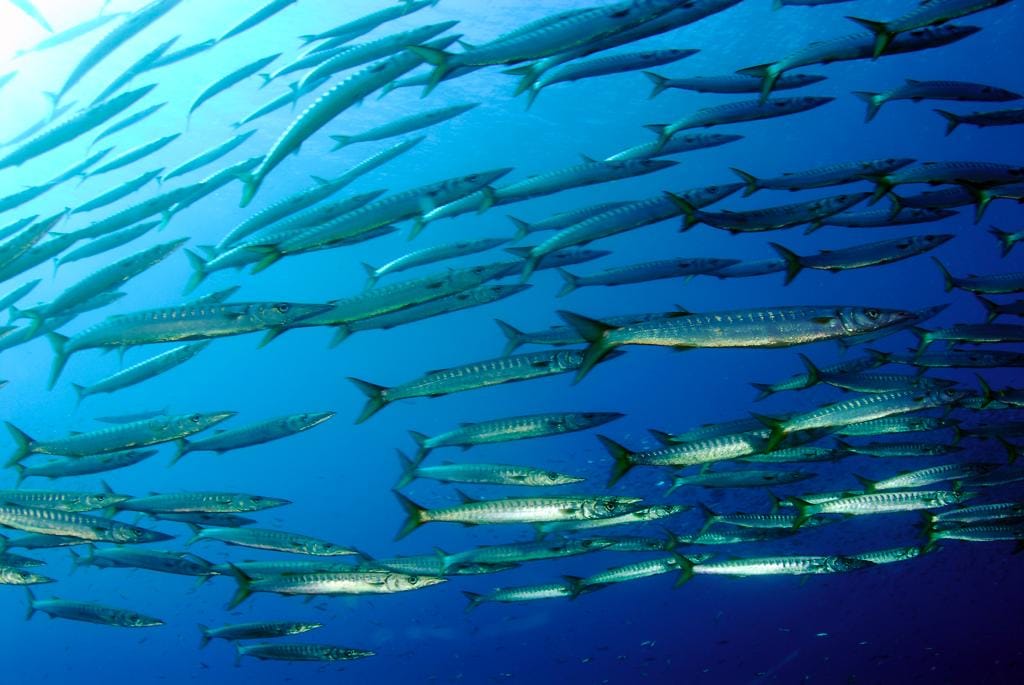 Scuba diving in Marettimo