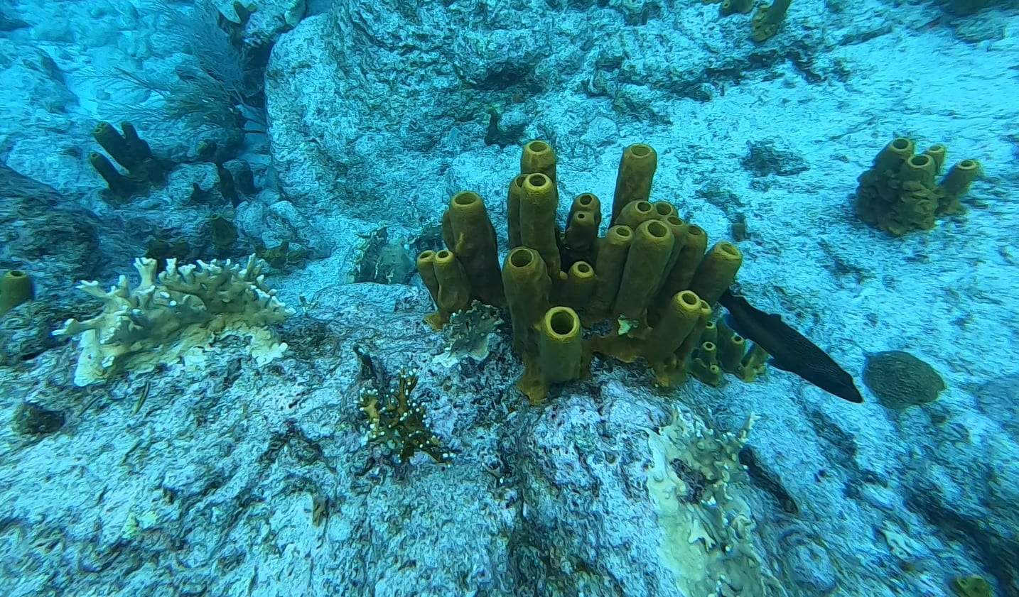 Baptême De Plongée Dans La Réserve Cousteau Guadeloupe Manawa 