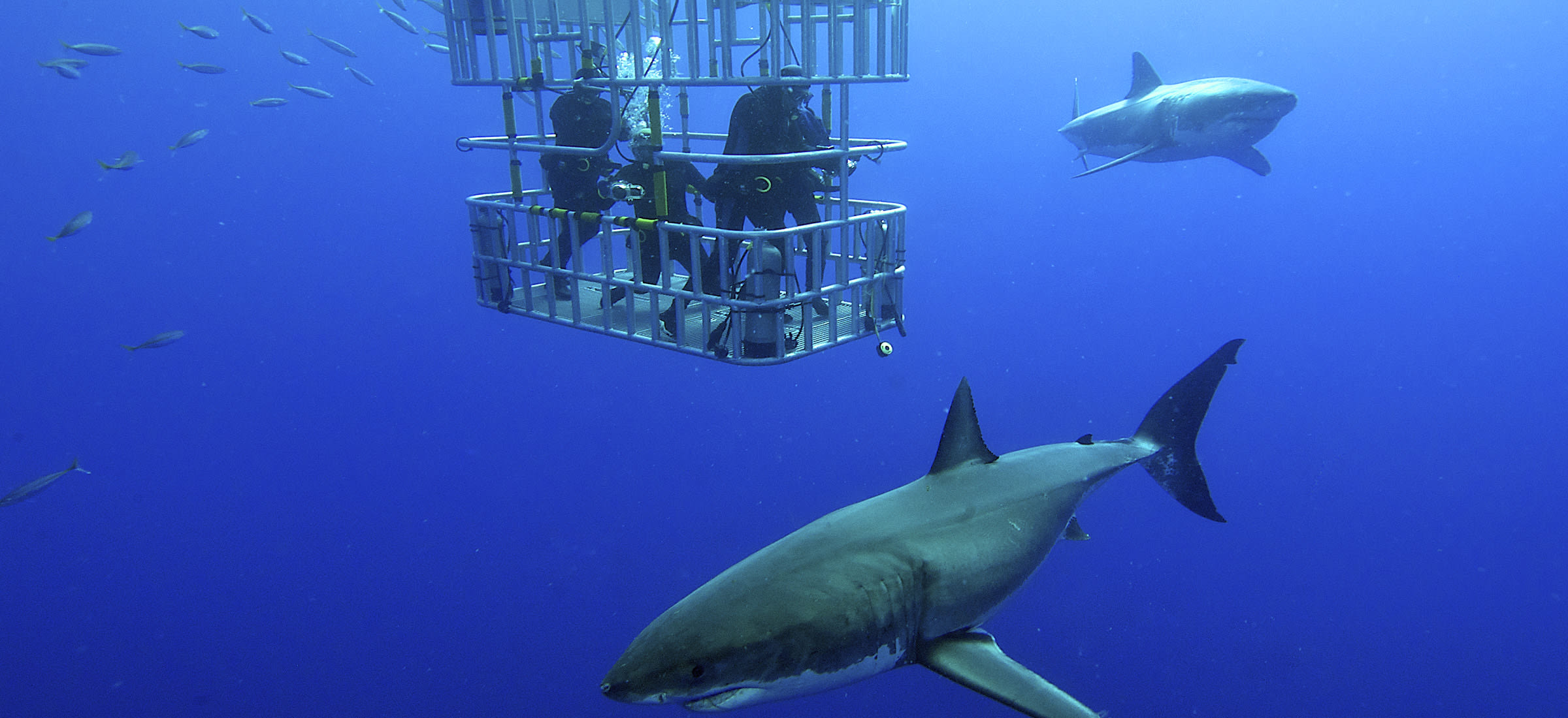 Buceo con tiburones