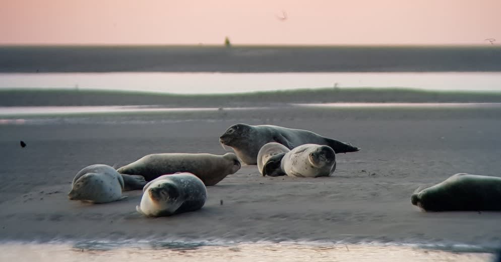 Baie de Somme