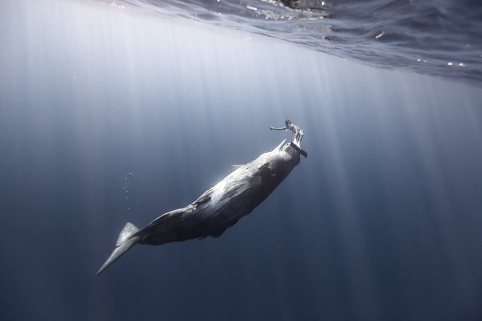 Whale Watching