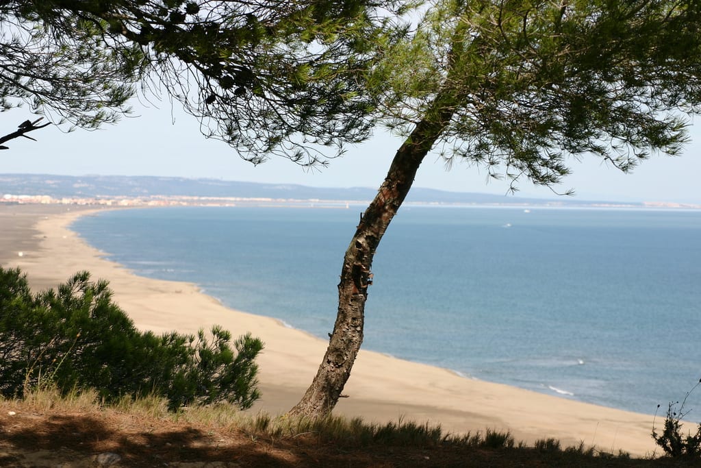 Leucate
