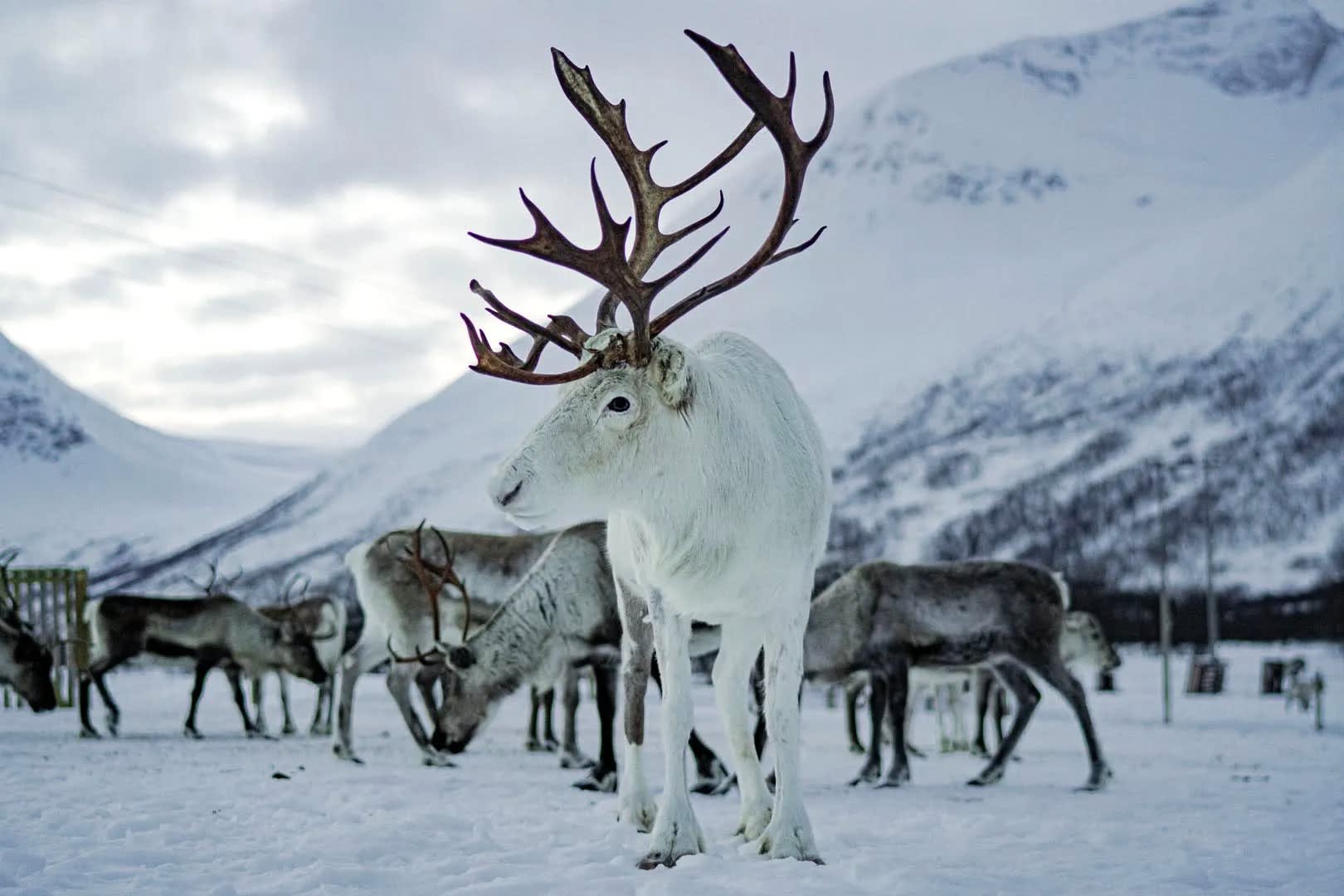Die Tierwelt von Tromsø