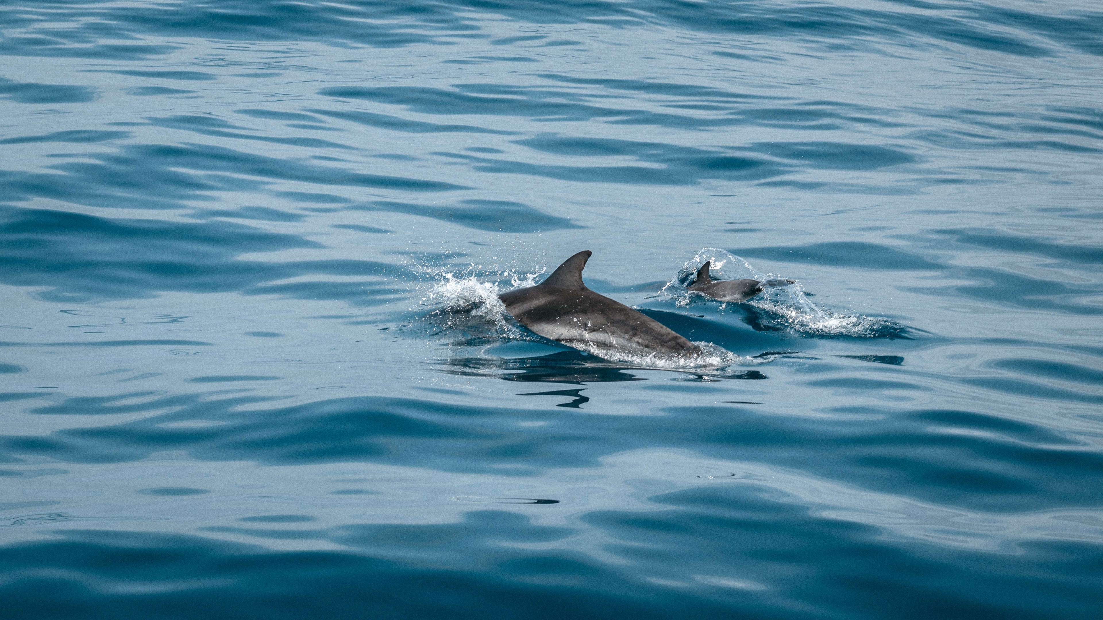 Dolphin boat tour from Manarola