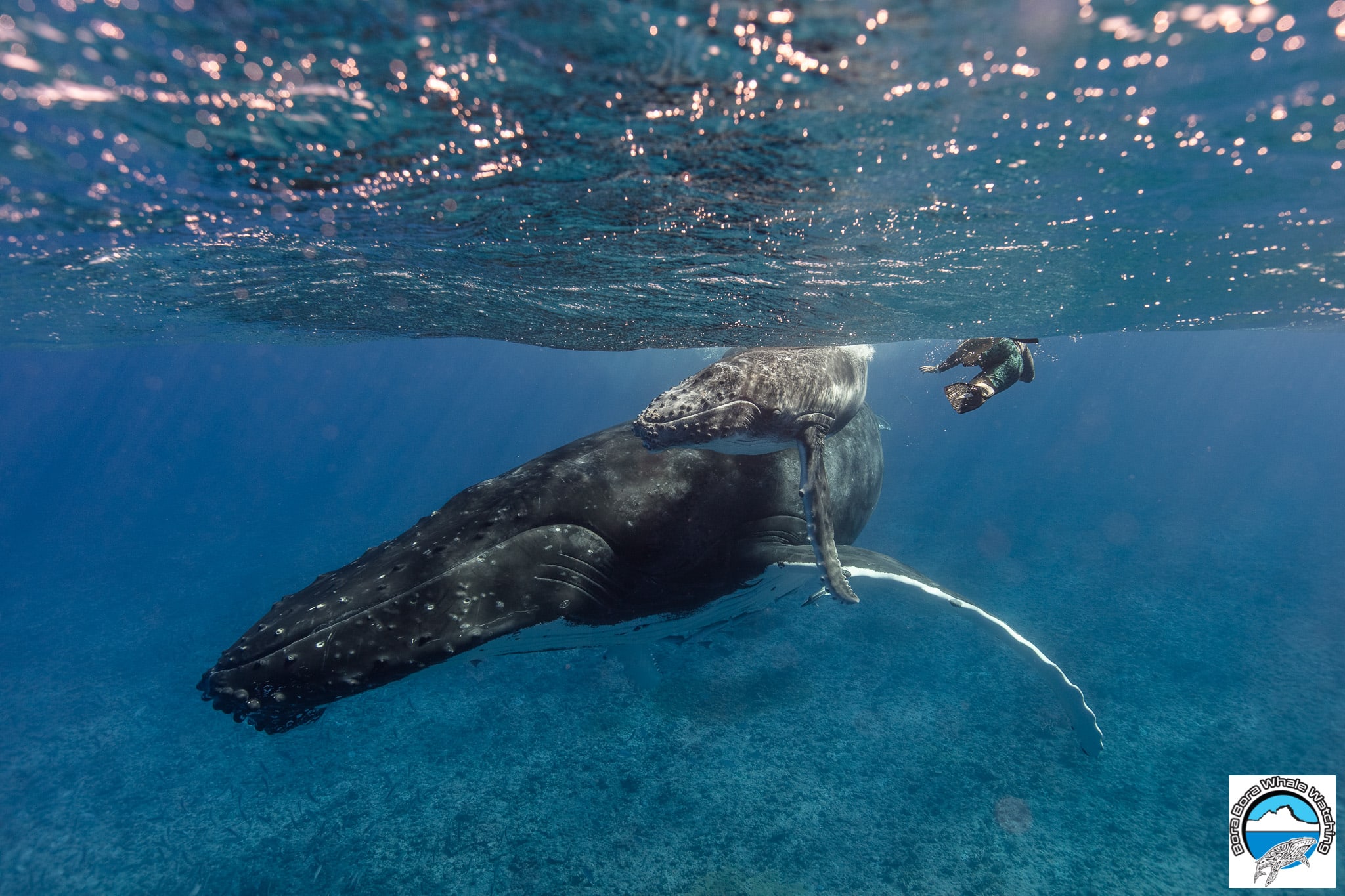 snorkelling with whales in Bora Bora