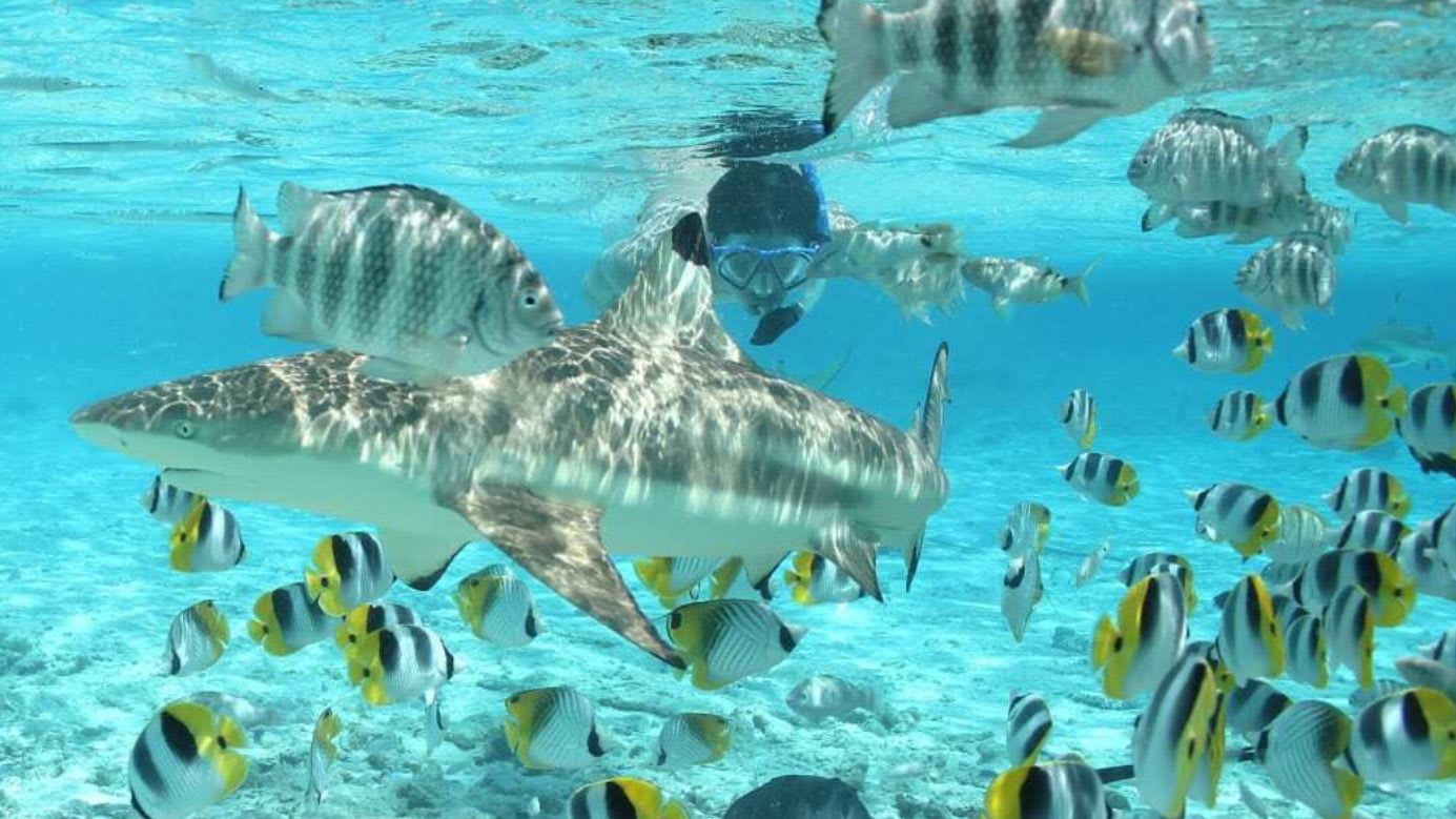 snorkelling with rays and sharks in bora bora