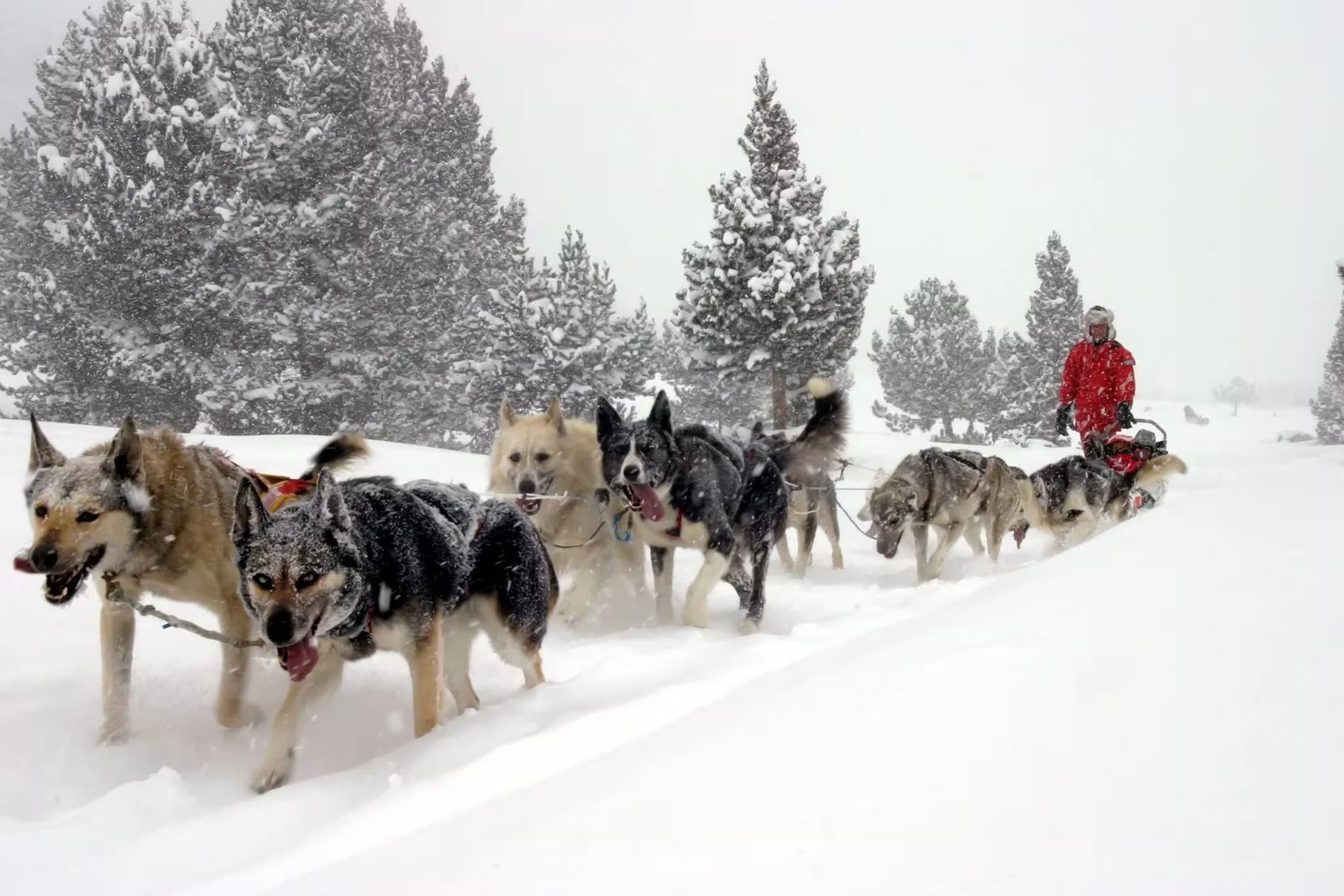 Sortie en chien de traîneau à Grandvalira en Andorre