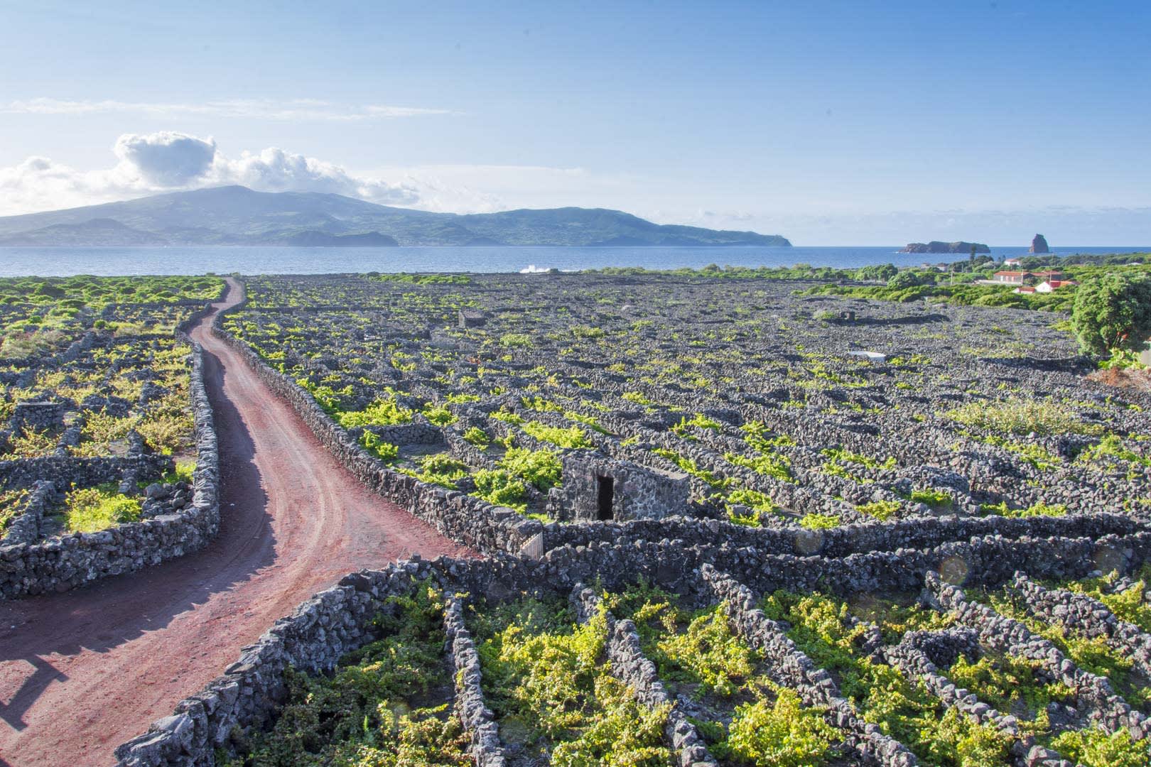 Weinberge von Pico