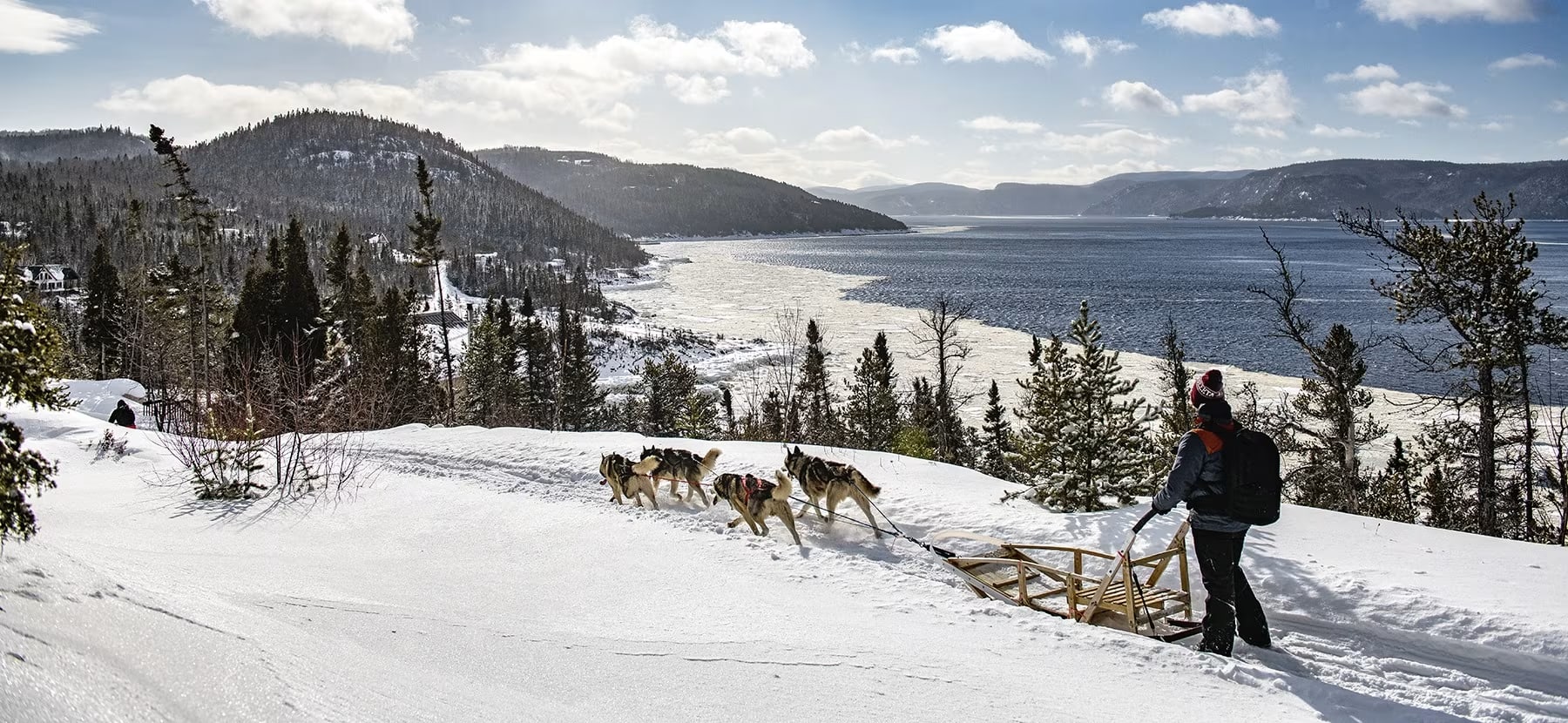 Chien de traineau au Québec