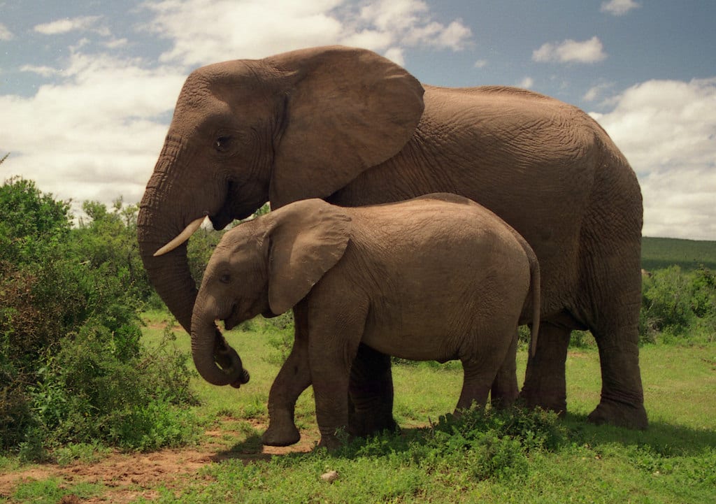 Parc National des Éléphants d'Addo