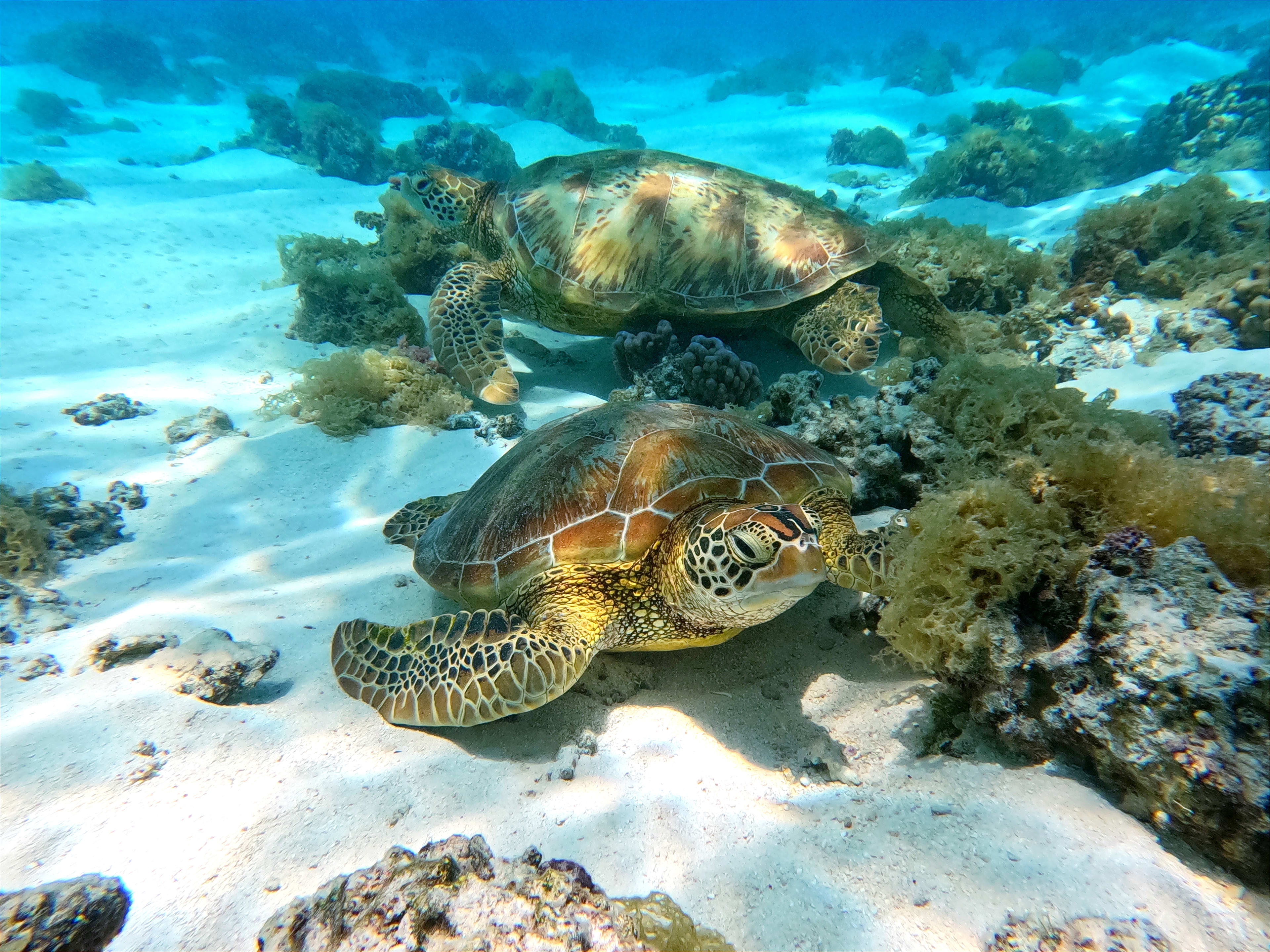 turtles in Moorea lagoon