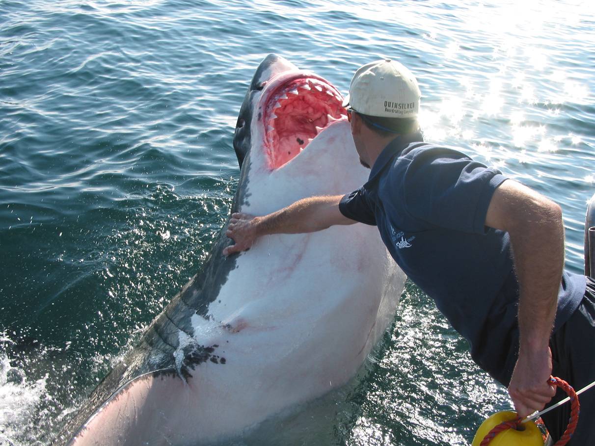 Plongée avec les requins à Gansbaai