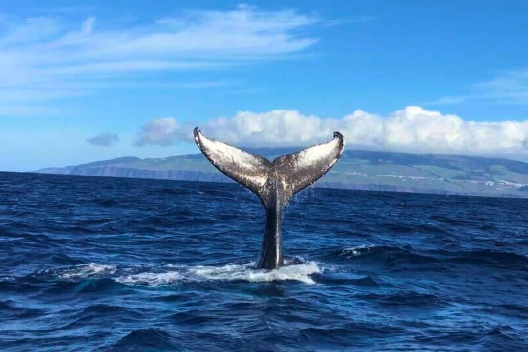 Whale waching in Terceira