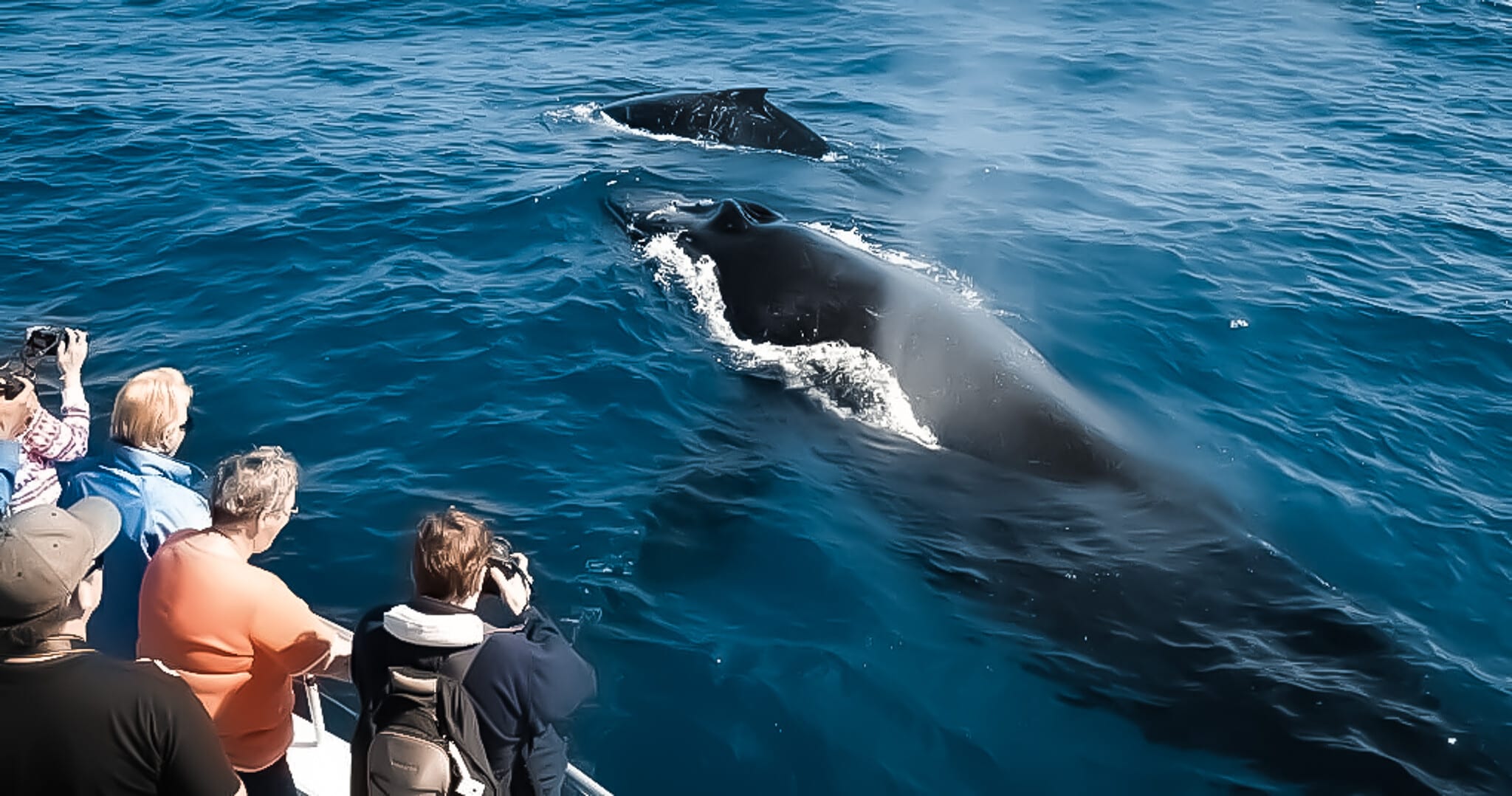 Whale watching boat tour